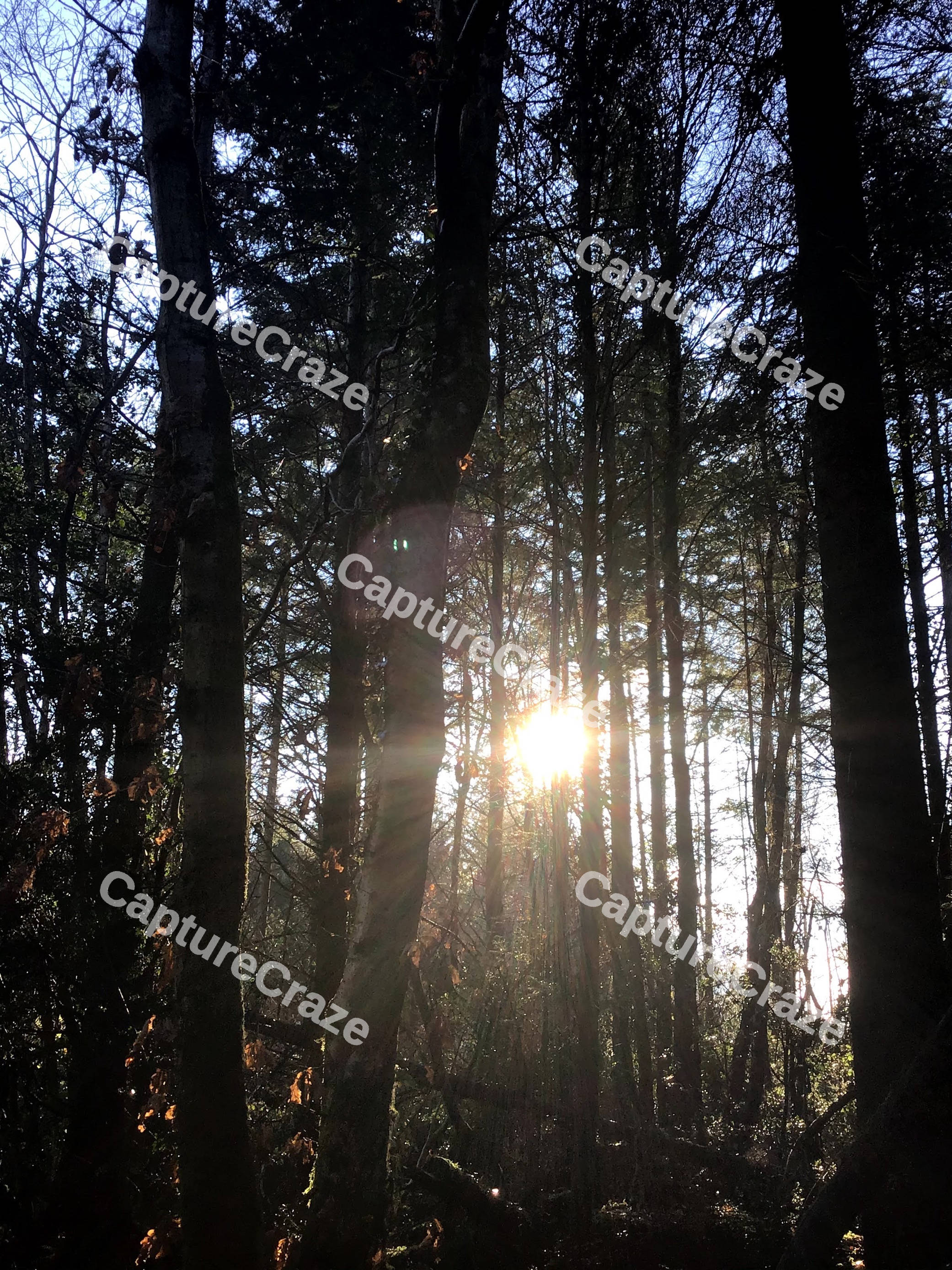 Sunrays Through Trees